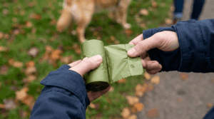 Green eco-friendly dog poop bags for environmentally conscious owners